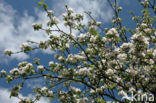Apple (Malus spec)