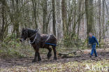 Belgian Horse (Equus spp)