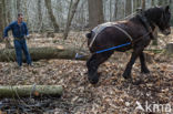 Belgian Horse (Equus spp)