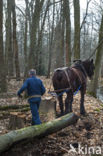 Belgian Horse (Equus spp)