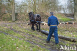 Belgian Horse (Equus spp)