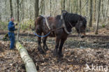 Belgian Horse (Equus spp)