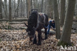 Belgian Horse (Equus spp)