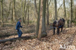 Belgian Horse (Equus spp)