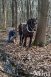 Belgian Horse (Equus spp)