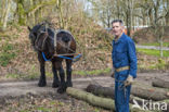 Belgian Horse (Equus spp)