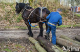 Belgian Horse (Equus spp)