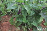 Aubergine (Solanum melongena)