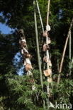 Bamboe (Bambusa spec.)