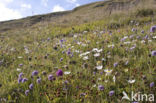 Field Scabious (Knautia arvensis)