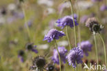 Beemdkroon (Knautia arvensis) 