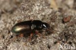 Harpalus affinis