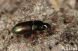 Behaarde Kruiper (Harpalus affinis)