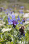Perennial Cornflower (Centaurea montana)