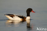 Shelduck (Tadorna tadorna)