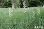 Bergnachtorchis (Platanthera chlorantha) 