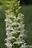 Bergnachtorchis (Platanthera chlorantha) 