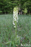 Bergnachtorchis (Platanthera chlorantha) 