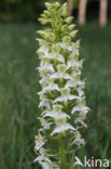 Bergnachtorchis (Platanthera chlorantha) 