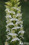 Bergnachtorchis (Platanthera chlorantha) 