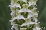 Bergnachtorchis (Platanthera chlorantha) 