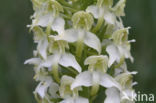 Bergnachtorchis (Platanthera chlorantha) 