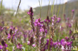 Mountain Sainfoin (Onobrychis montana)