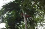 Betel Nut Palm (Areca catechu)