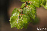 Beuk (Fagus sylvatica)