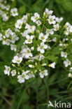 Bittere veldkers (Cardamine amara)