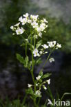 Bittere veldkers (Cardamine amara)