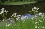 Bittere veldkers (Cardamine amara)