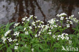 Bittere veldkers (Cardamine amara)