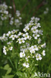 Bittere veldkers (Cardamine amara)