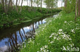 Bittere veldkers (Cardamine amara)