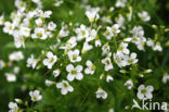 Bittere veldkers (Cardamine amara)