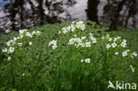 Bittere veldkers (Cardamine amara)