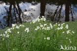 Bittere veldkers (Cardamine amara)