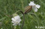 Bladder Campion (Silene vulgaris)