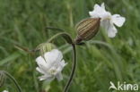 Blaassilene (Silene vulgaris)