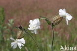 Bladder Campion (Silene vulgaris)