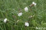 Bladder Campion (Silene vulgaris)