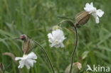 Bladder Campion (Silene vulgaris)