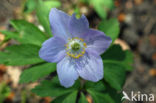 Blauwe anemoon (Anemone apennina)