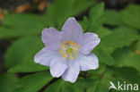 Blauwe anemoon (Anemone apennina)