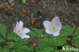 Blauwe anemoon (Anemone apennina)