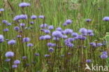 Blauwe knoop (Succisa pratensis) 