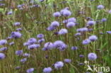 Devil s-bit Scabious (Succisa pratensis)