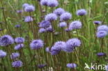 Devil s-bit Scabious (Succisa pratensis)