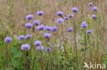 Blauwe knoop (Succisa pratensis) 